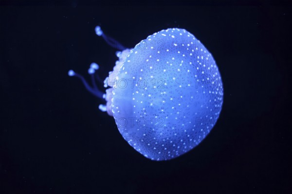 Bioluminescent Jellyfish Phyllorhiza punctata white-spotted jellyfish aka floating bell, Australian spotted jellyfish luminescent underwater
