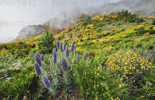 Madeira landscape with Pride of Madeira flowers and blooming Cytisus shrubs and mountains in clouds. Miradouros do Paredao, Madeira island, Portugal