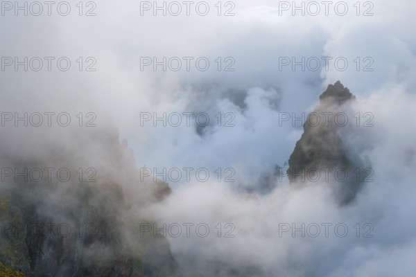 A mountain covered in fog and clouds with blooming Cytisus shrubs. Near Pico de Arieiro, Madeira island, Portugal