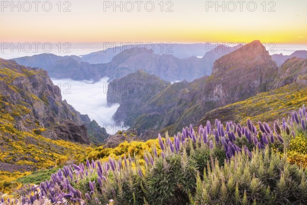 View from Pico do Arieiro of mountains over clouds with Pride of Madeira flowers and blooming Cytisus shrubs after sunset. Madeira island, Portugal