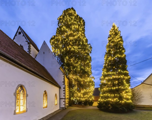 One of the tallest natural Christmas trees in Germany can be found at St Mary's Church in Bronnweiler in the district of Reutlingen. The taller of the two giant trees measures around 37 metres. This Wellingtonia is a specimen of the so-called Wilhelma seed (Sequoiadendron giganteum) . Bronnweiler, Reutlingen, Baden-WÃ¼rttemberg, Germany