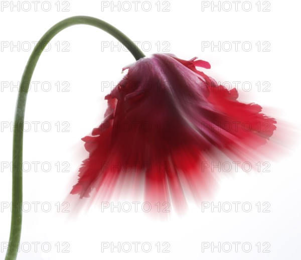 Garden tulip, Gesner's tulip, parrot tulip (Tulipa gesneriana), zoom effect