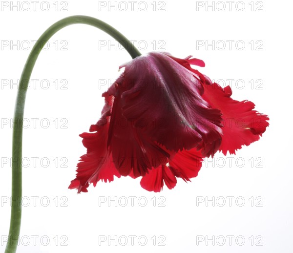 Garden tulip, Gesner's tulip, parrot tulip (Tulipa gesneriana)