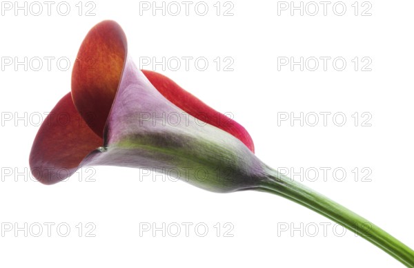 Pink Calla, Rehmann Calla (Zantedeschia rehmannii)