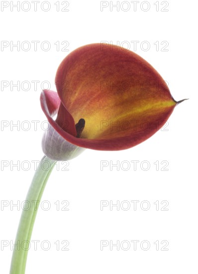 Pink Calla, Rehmann Calla (Zantedeschia rehmannii)
