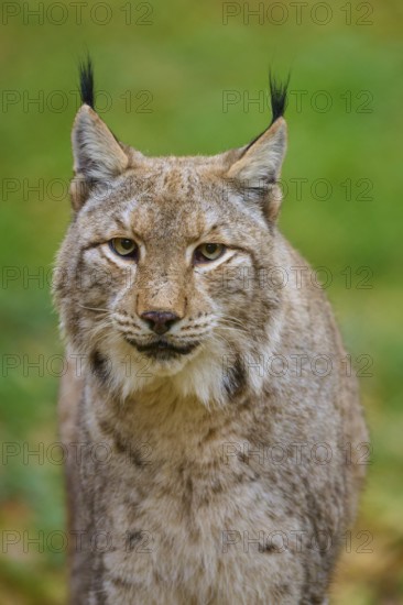 A lynx gazes with watchful eyes in autumn forest, Lynx (Lynx lynx), Germany