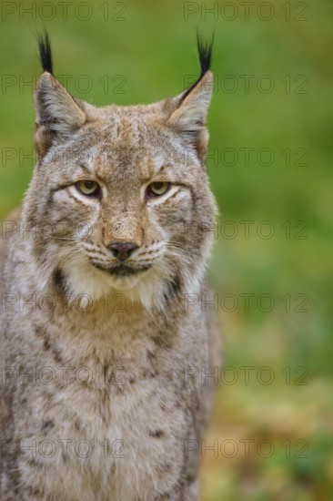 Close-up of a lynx with an attentive gaze in the forest, Lynx (Lynx lynx), Germany