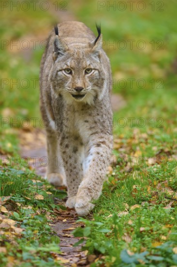 A lynx moves attentively through an autumn forest, Lynx (Lynx lynx), Germany