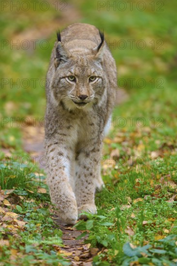 An alert lynx walks along a forest path, Lynx (Lynx lynx), Germany