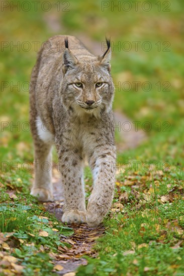A lynx walks confidently along a forest path, surrounded by autumn leaves. The atmosphere is active and lively, Lynx (Lynx lynx), Germany