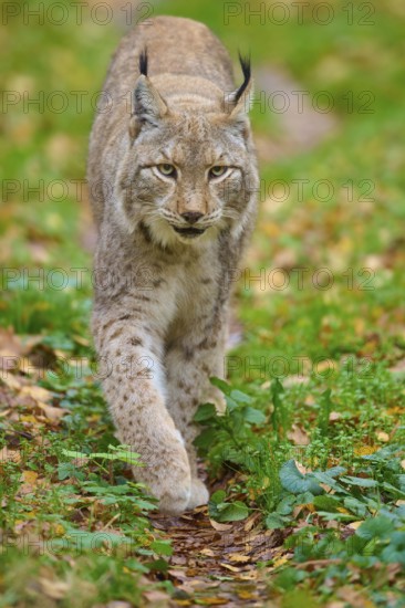 Lynx walking cautiously through green terrain with autumn leaves, Lynx (Lynx lynx), Germany