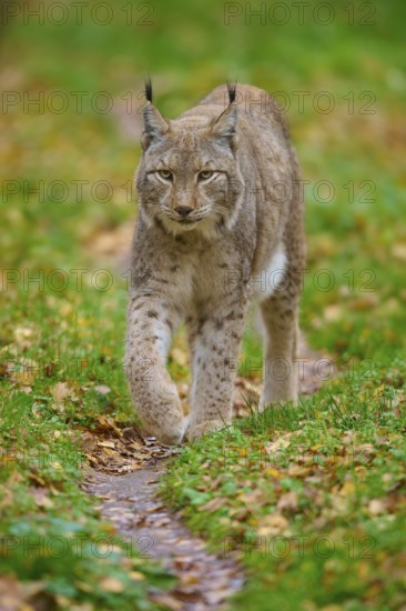 A lynx roams cautiously through the green, autumnal forest. Its gait is determined and alert, Lynx (Lynx lynx), Germany