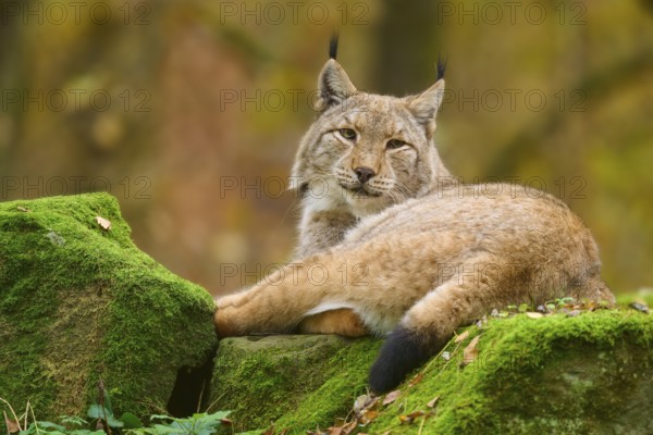 A lynx lies comfortably on mossy stones in autumn forest, looking peaceful and relaxed, Lynx (Lynx lynx), Germany