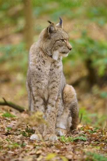 A resting lynx sits calmly in autumn forest and enjoys the quiet surroundings, Lynx (Lynx lynx), Germany