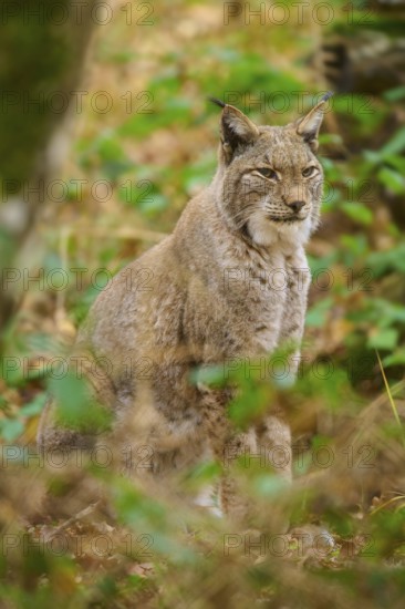 A lynx sits camouflaged in the dense green of the forest. The surroundings appear mysterious and silent, Lynx (Lynx lynx), Germany