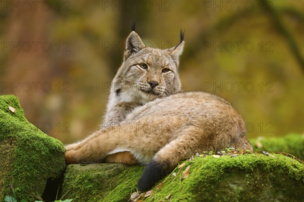 A relaxed lynx lies on a moss-covered rock in the forest. The autumnal surroundings give the picture a warm atmosphere, Lynx (Lynx lynx), Germany