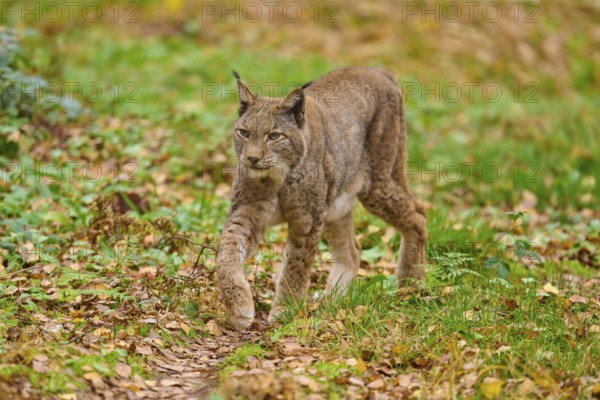 A lynx walks attentively through the leaf-covered forest. The atmosphere is dynamic and lively, Lynx (Lynx lynx), Germany