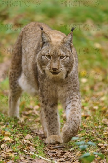 A lynx moves purposefully through the autumn forest. Its gaze is focussed and attentive, Lynx (Lynx lynx), Germany