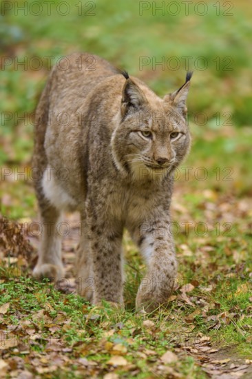 A lynx roams attentively through the autumn forest. The brown fur stands out against the golden leaves, Lynx (Lynx lynx), Germany