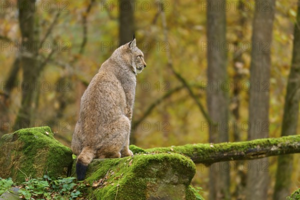 A lynx sits on a moss-covered stone and looks into the autumn forest. The atmosphere is calm and peaceful, Lynx (Lynx lynx), Germany