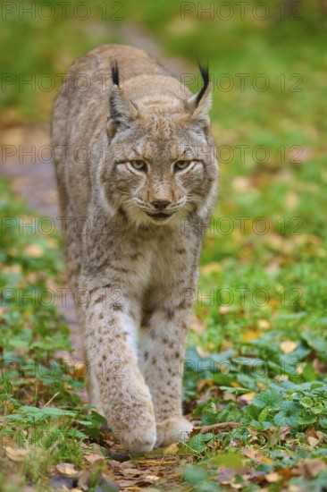 A lynx walks along a forest path covered with autumn leaves, Lynx (Lynx lynx), Germany