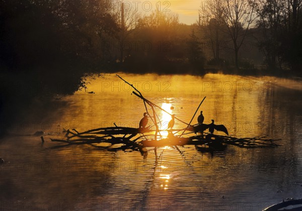Atmospheric sunrise over the Lippe river in autumn with cormorants, Lippeaue, Lippstadt, North Rhine-Westphalia, Germany
