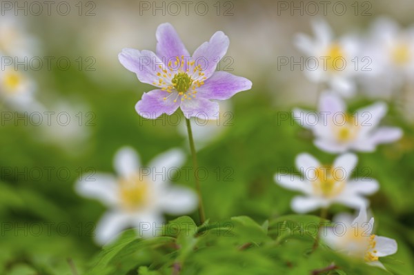 Pink wood anemone among colonial growth of white anemones / European thimbleweed (Anemone nemorosa) flowering in spring forest