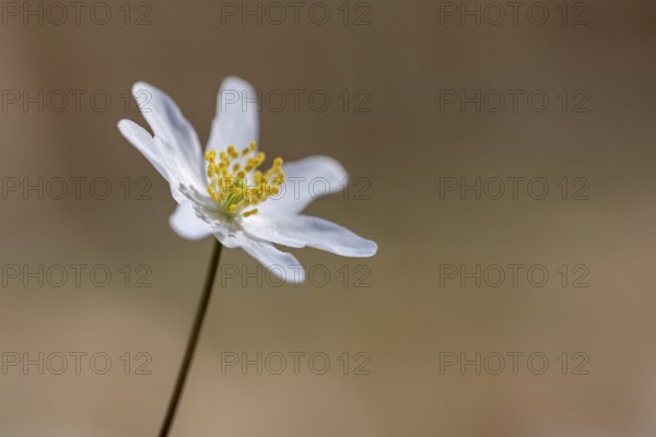 Wood anemone / European thimbleweed (Anemone nemorosa) close-up of white flower showing yellow stamen blooming in spring forest