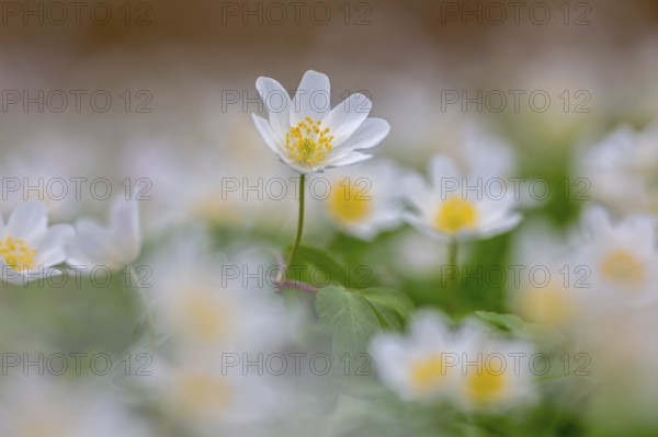 Colonial growth of wood anemones / European thimbleweed (Anemone nemorosa) white flowers blooming in spring forest