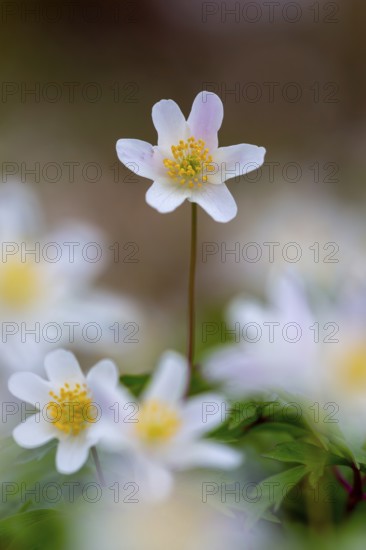 Wood anemone / European thimbleweed (Anemone nemorosa) close-up of white flower showing yellow stamen blooming in spring forest
