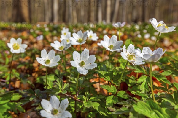 Colonial growth of wood anemones / European thimbleweed (Anemone nemorosa) white flowers blooming in beech forest in spring