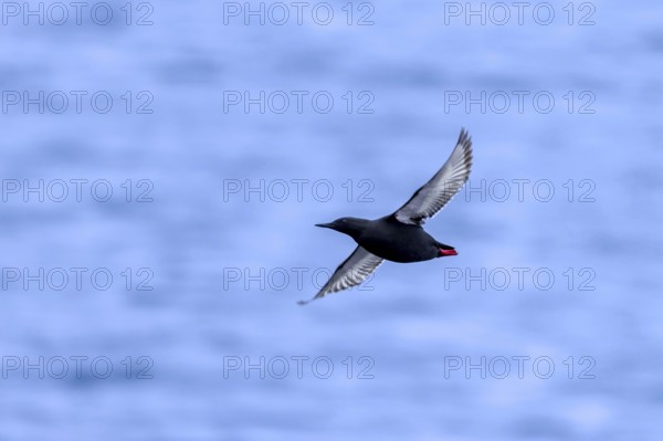 Black guillemot / tystie (Cepphus grylle) in breeding plumage flying over the Arctic Ocean along the Svalbard coast in summer, Spitsbergen, Norway