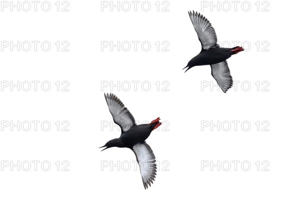 Two Black guillemots, tystie (Cepphus grylle) in breeding plumage flying against white background in summer, Svalbard, Spitsbergen, Norway