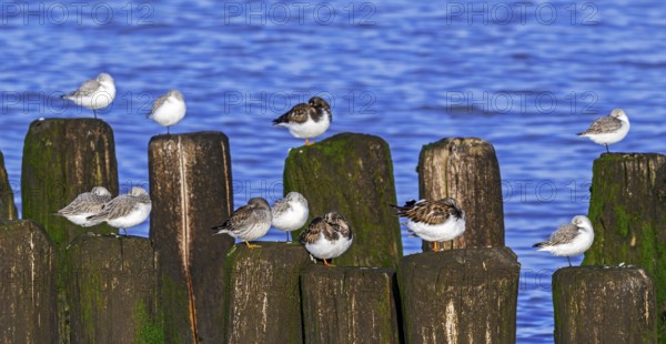 Sanderlings, ruddy turnstones and purple sandpiper in winter plumage resting on wooden breakwater, high tide refuge during flooding in late autumn