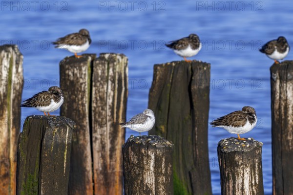 Sanderling and ruddy turnstones (Arenaria interpres) in winter plumage resting on wooden breakwater, high tide refuge during flooding in late autumn