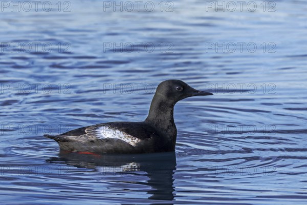 Black guillemot / tystie (Cepphus grylle) in breeding plumage swimming in the Arctic ocean along the Svalbard coast in summer, Spitsbergen