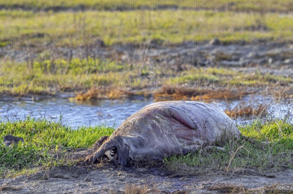 Rotten seal carcass for Dood doet Leven, project by Zeeuwse Landschap placing carcasses of dead animals to maintain biodiversity, Zeeland, Netherlands