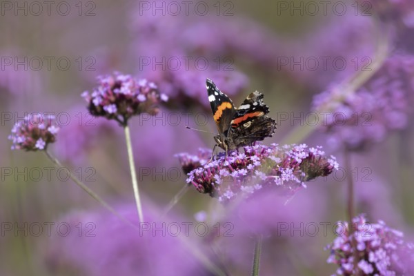 Red admiral butterfly (Vanessa atalanta) adult insect feeding on garden purple Verbena flowers in the summer, England, United Kingdom