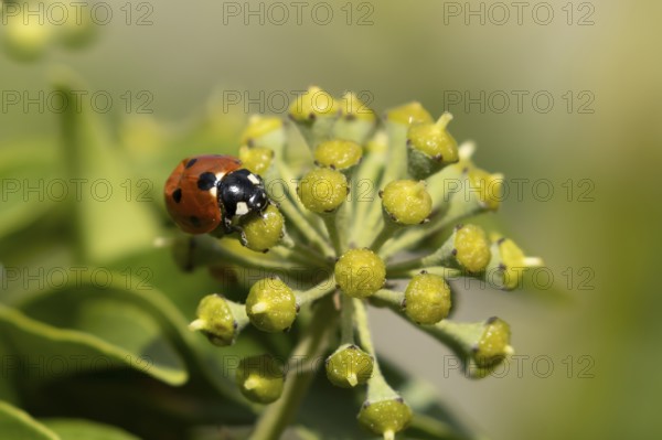 Seven-spot ladybird (Coccinella septempunctata) adult insect on an Ivy plant flower in summer, England, United Kingdom