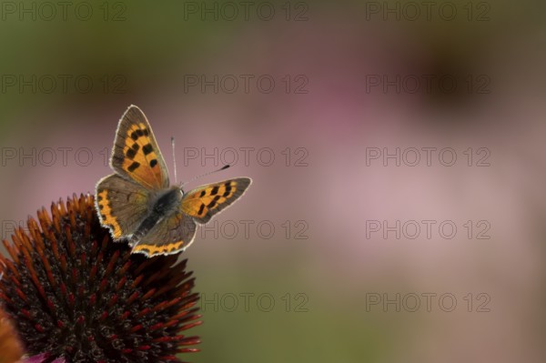 Small copper butterfly (Lycaena phlaeas) adult insect on a Coneflower (Echinacea purpurea) plant flower in summer, England, United Kingdom