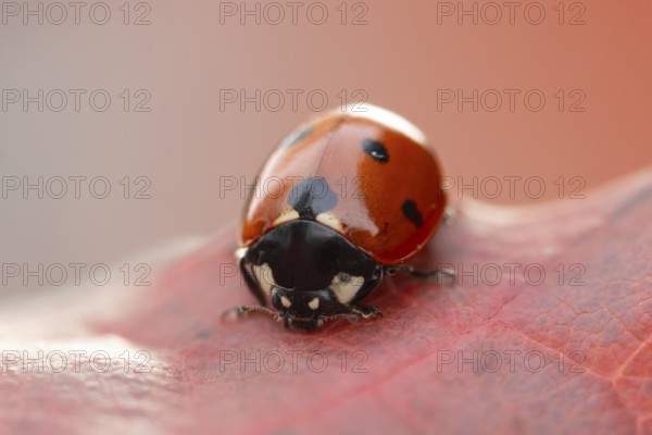 Seven-spot ladybird (Coccinella septempunctata) adult insect on a fallen red tree leaf in autumn, England, United Kingdom