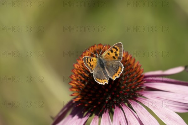 Small copper butterfly (Lycaena phlaeas) adult insect feeding on a Coneflower (Echinacea purpurea) plant flower in summer, England, United Kingdom
