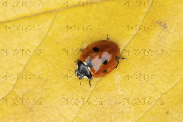 Seven-spot ladybird (Coccinella septempunctata) adult insect on a fallen yellow tree leaf in autumn, England, United Kingdom