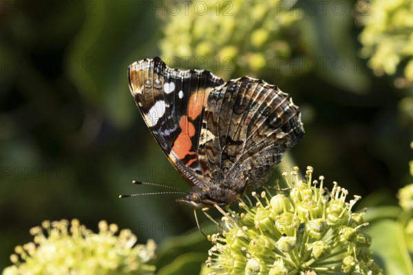 Red admiral butterfly (Vanessa atalanta) adult insect feeding on Ivy flowers in the summer, England, United Kingdom