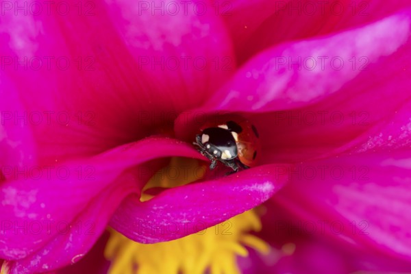 Seven-spot ladybird (Coccinella septempunctata) adult insect on a garden Dahlia flower in summer, England, United Kingdom