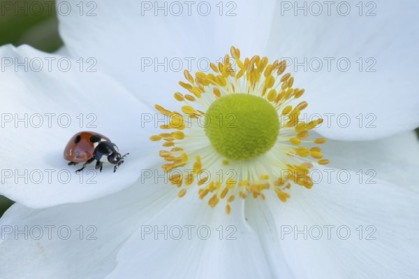 Seven-spot ladybird (Coccinella septempunctata) adult insect on an Japenese anemone plant flower in summer, England, United Kingdom