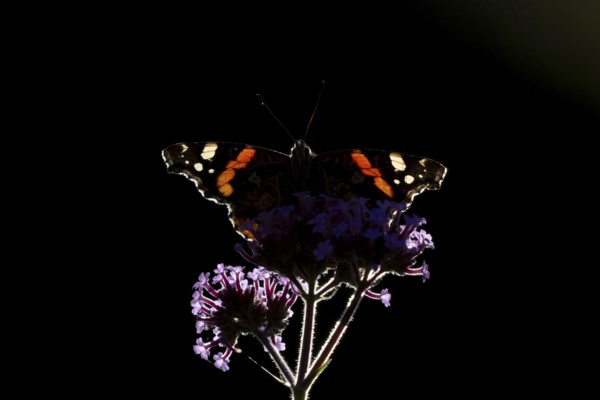 Red admiral butterfly (Vanessa atalanta) adult insect feeding on garden Verbena flowers in the summer, England, United Kingdom