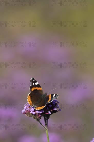 Red admiral butterfly (Vanessa atalanta) adult insect feeding on garden purple Verbena flowers in the summer, England, United Kingdom