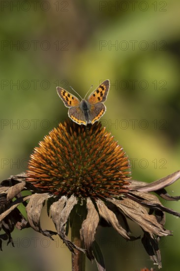 Small copper butterfly (Lycaena phlaeas) adult insect on a Coneflower (Echinacea purpurea) plant flower in summer, England, United Kingdom
