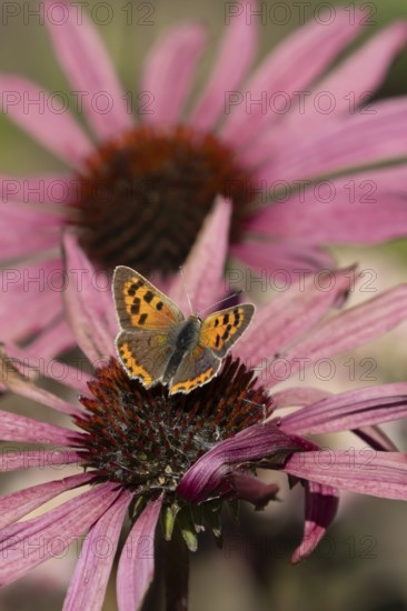 Small copper butterfly (Lycaena phlaeas) adult insect feeding on a Coneflower (Echinacea purpurea) plant flower in summer, England, United Kingdom